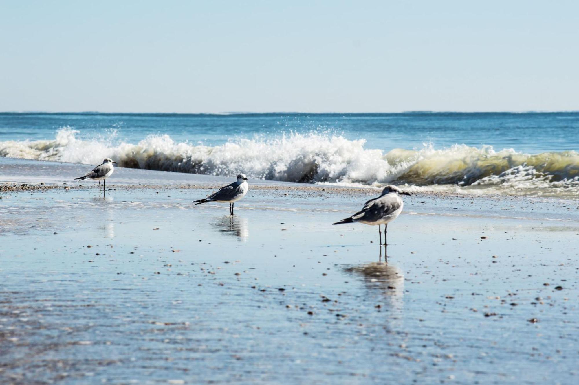 The Beach Is Only Steps Away 굴프 쇼어스 외부 사진